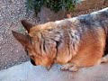 Niky & Fido 3