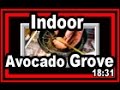 Indoor Avocado Grove - Wisconsin Garden Video Blog 353 Indoor Avocado Grove - Wisconsin Garden Video Blog 353