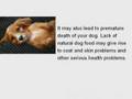 canine loss of appetite