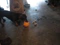 Weiners Gone Wild!