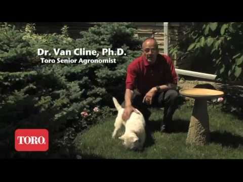 how to repair yard after dogs
