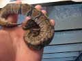 I got some normal females and one has kinks down her back