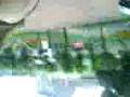 videos de MOV00006.3GP