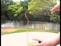 Flutter