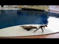 michael-jackson-smooth-criminal-walrus-dance.html