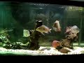South american cichlids