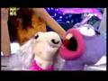 SUSANA DE CHANNEL N4 CON LAS HORMIGAS DEL HORMIGUERO