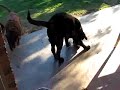 Two labs fighting over their food Two labs fighting over their food
