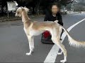 Saluki