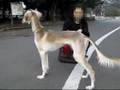 Saluki -Sarah