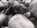 Steelhead Fly Fishing in British Columbia
