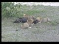 Lions lounging at the Nkorho watering hole.