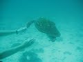 Teds turtle wrestling Teds turtle wrestling