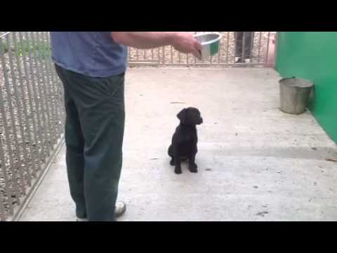 - Fallowfen Training Kennels - Fallowfen Training Kennels