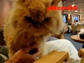 Four different films of cats in one montaz. 1. Mother and daughter cats playing2. Couple of cats enjoying summer day3. Female cat under restaurant chairs4. Male Persian cat walking round proudly.