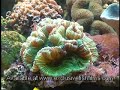 Reef Aquarium Advice (Tank Selection)