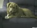 Dog Gone Mad Dog Gone Mad