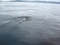 Los Delfines Los Delfines