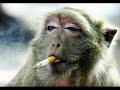 Alice Deejay ft. Jay-Z, The Lox, Ghostface Killah, Nas, Mobb Alice Deejay ft. Jay-Z, The Lox, Ghostface Killah, Nas, Mobb