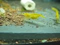 Neocaridina yellow Neocaridina yellow