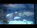 National Aquarium Makes a Splash with Energy Upgrades National Aquarium Makes a Splash with Energy Upgrades