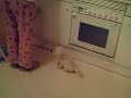 milou y lemi 2 milou y lemi 2