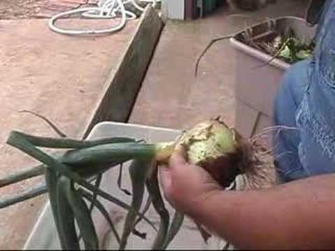 how to harvest onions from the garden