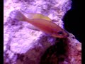 Paracyprichromis Nigripinnis Neon in Acquario Tanganika