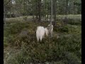 Pyrenean Mastiff And His Friends