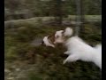 Pyrenean Mastiff And His Friends