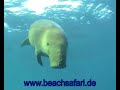 Marsa Alam  - Dugong