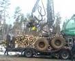 Timberjack 1270D drives on dunderbygge