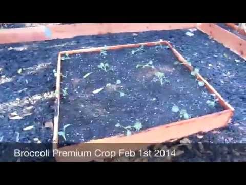 how to transplant broccoli