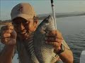 Zipbaits popper bream fishing ???? ??