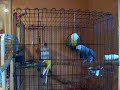 X-Rated,Talking parrot, swearing parrot, George, Hilarious
