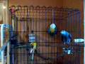 X-Rated,Talking parrot, swearing parrot, George, Hilarious