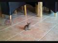 videos de Cute Animals