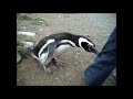 Pingüino violento (extracto)