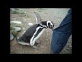 Pingüino violento (extracto)