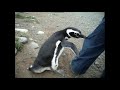Pingüino violento (extracto)