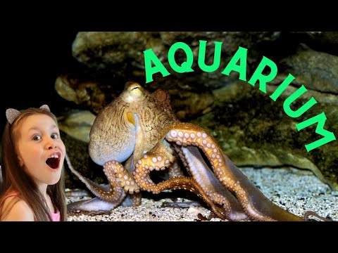 Alex Visits Aquarium and Learns About Sea Animals 