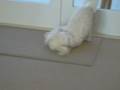 videos de Clyde Dog Crazy!