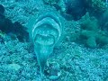 Cuttlefish Face Stretching, Bali