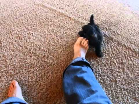 Chloe-Female Shih Poo