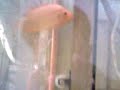 Video021