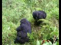 This is part of my gap year travelling Africa. I visited a gorilla sanctuary park where they are looked after them from humans and poachers. This Gorillas are monitored 24 hours day 365 days a year for there safety.