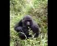 Gorila Trecking Ruanda 2006