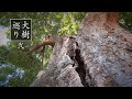 #2【大樹巡り】南アルプス市の巨木を紹介【櫛形山の原生林etc】