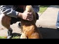Cooper - the handsome faced Cocker Spaniel looking for his forever home!