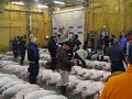 Japanese Tuna Auction